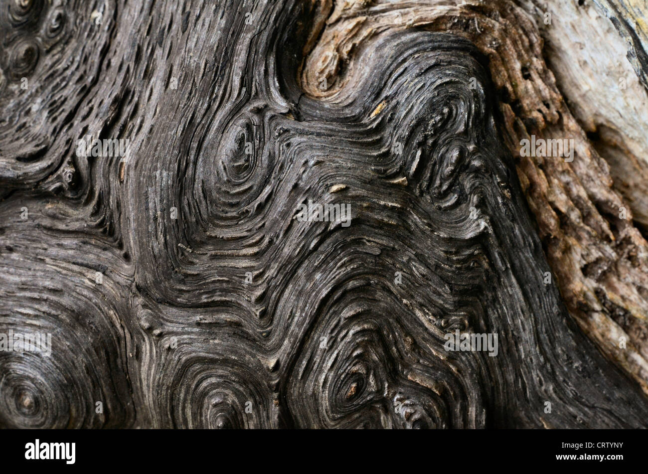 Sezione di rotazione del tronco dell'albero con resistenza agli agenti atmosferici. Tessitura del legno primo piano, nodty tree, nodty organic tree abstract, abstract kodty wood, abstract wood. Foto Stock