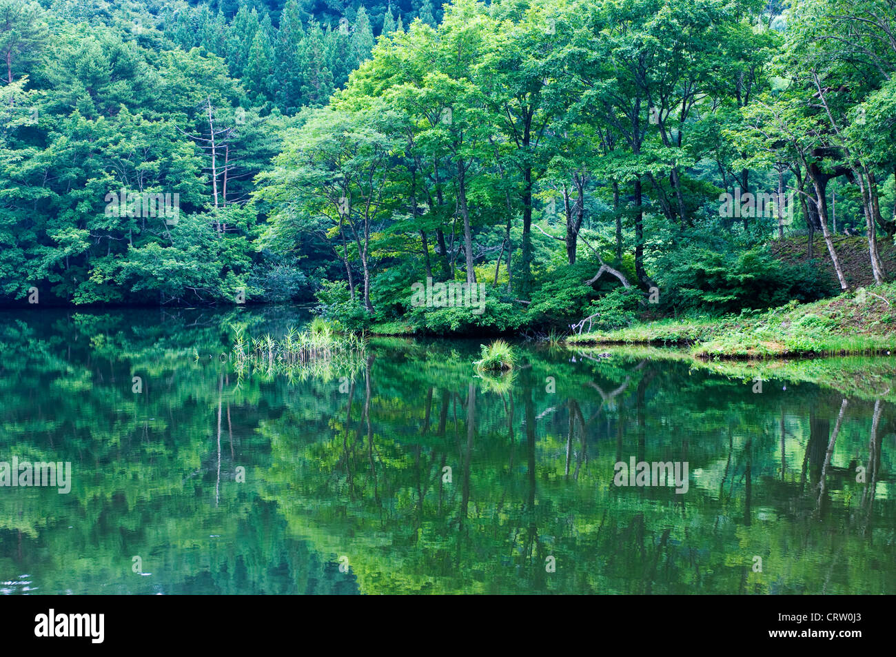 Un tranquillo e limpido lago nelle foreste e montagne di Akita in Giappone in estate Foto Stock