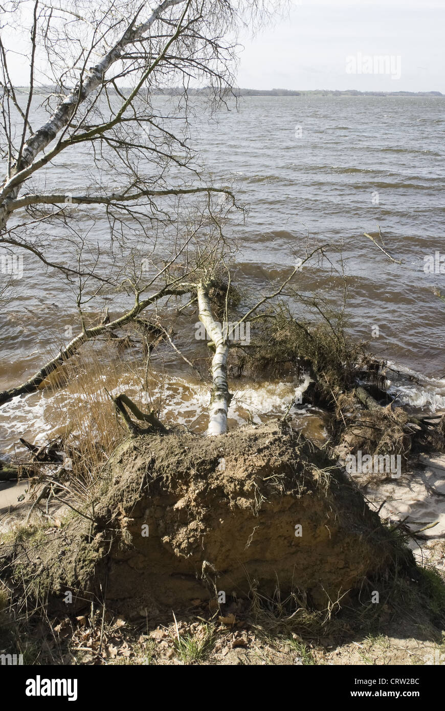 Sradicati Tree sulla spiaggia Foto Stock