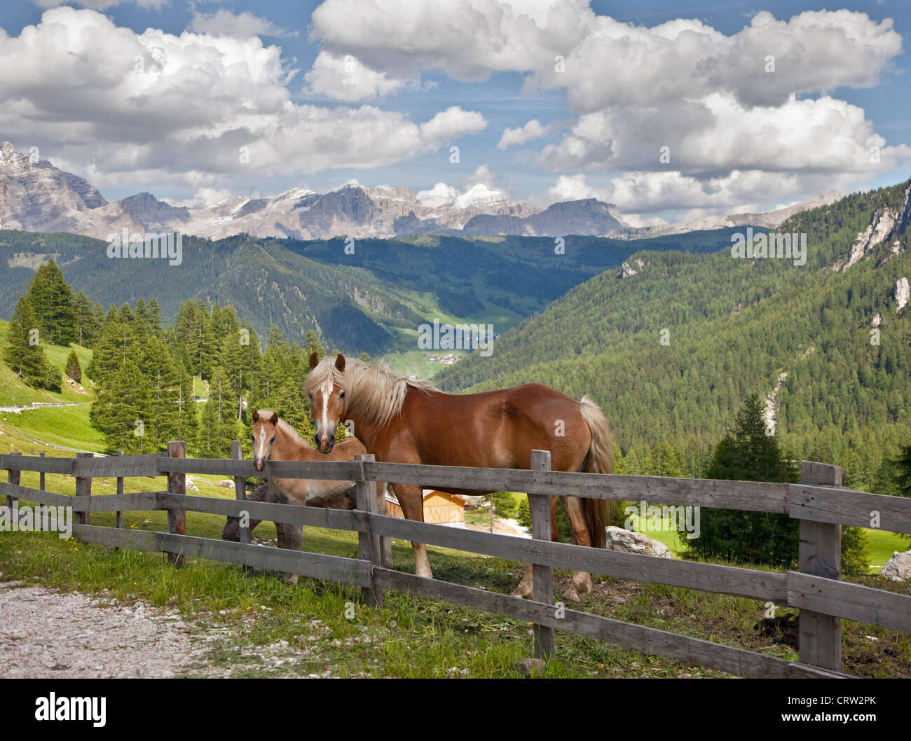 Pony e puledro sul Passo Gardena, Dolomiti, Italia Foto Stock