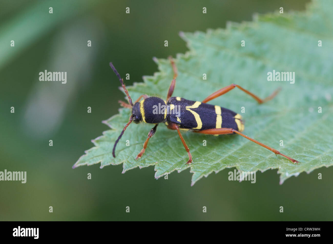 Wasp Beetle, Clytus arietis, REGNO UNITO Foto Stock