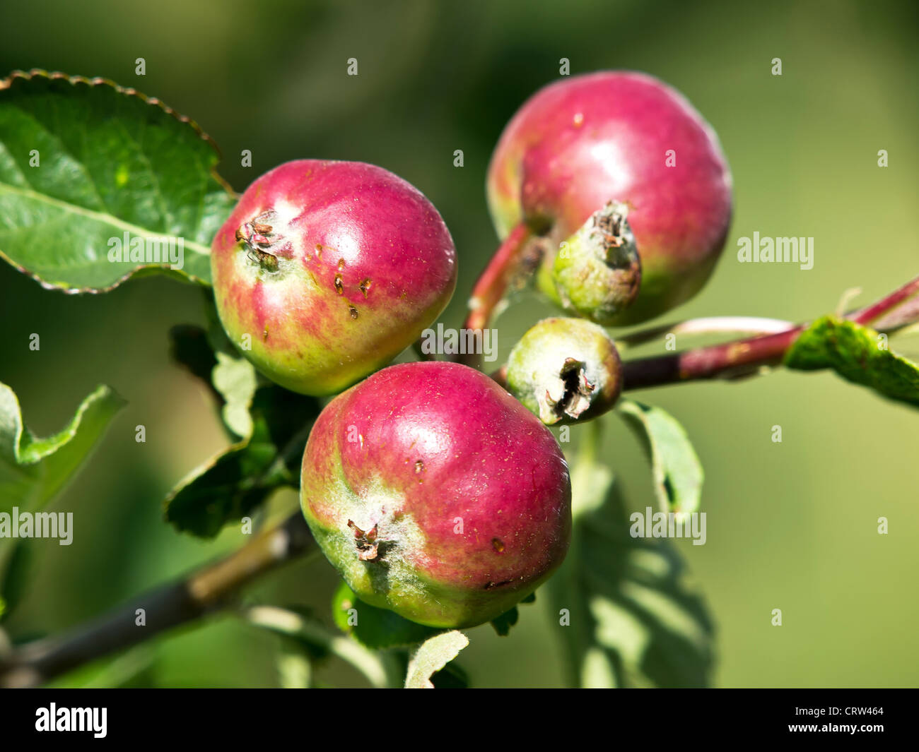 Organico rosso di Apple sulla struttura ad albero Foto Stock