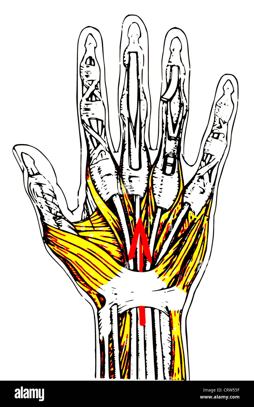 Anatomia della mano umana colorati Foto Stock