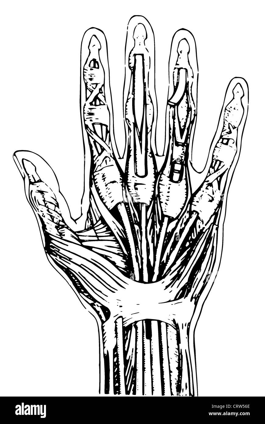 Anatomia della mano umana Foto Stock