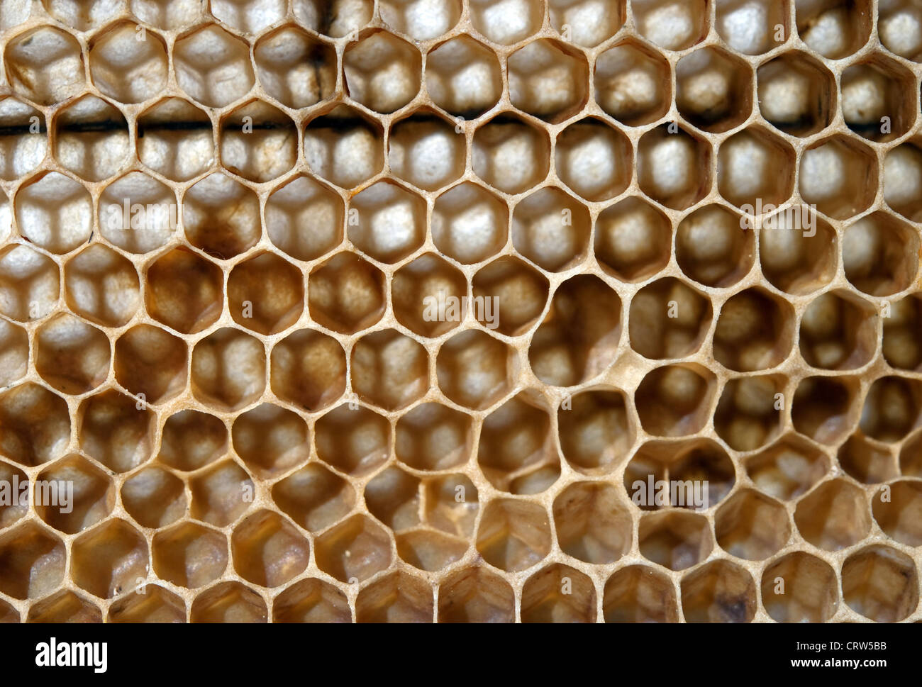 Bee favi vengono prese fuori un piano di grandi dimensioni Foto Stock
