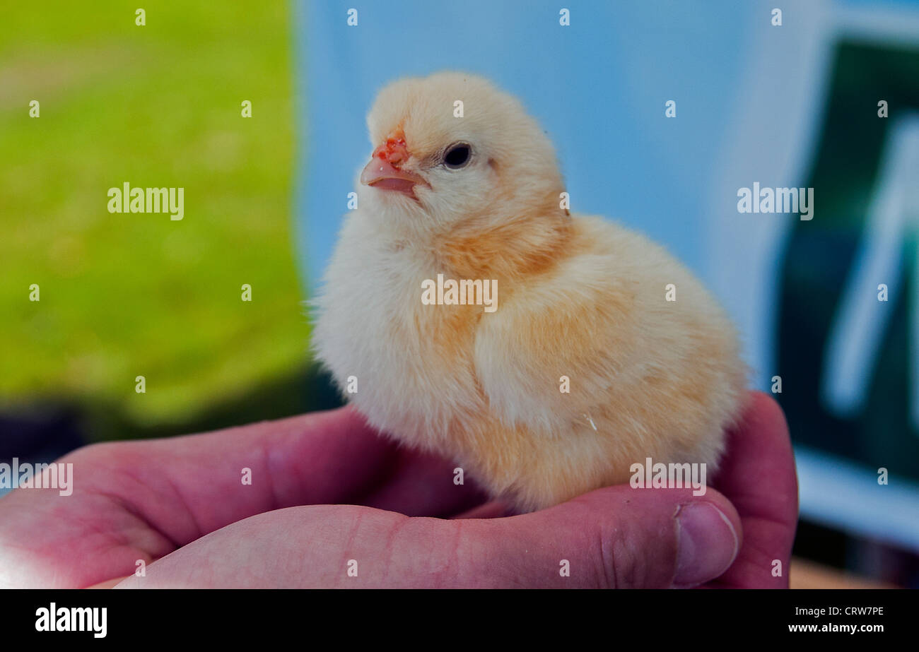 Ragazza con un nuovo nato il pollo nelle sue mani Foto Stock