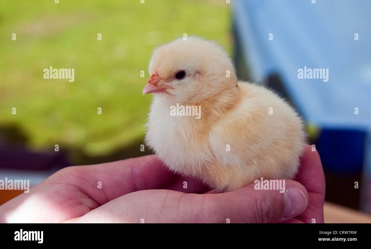 Ragazza con un nuovo nato il pollo nelle sue mani la vita nuova Foto Stock