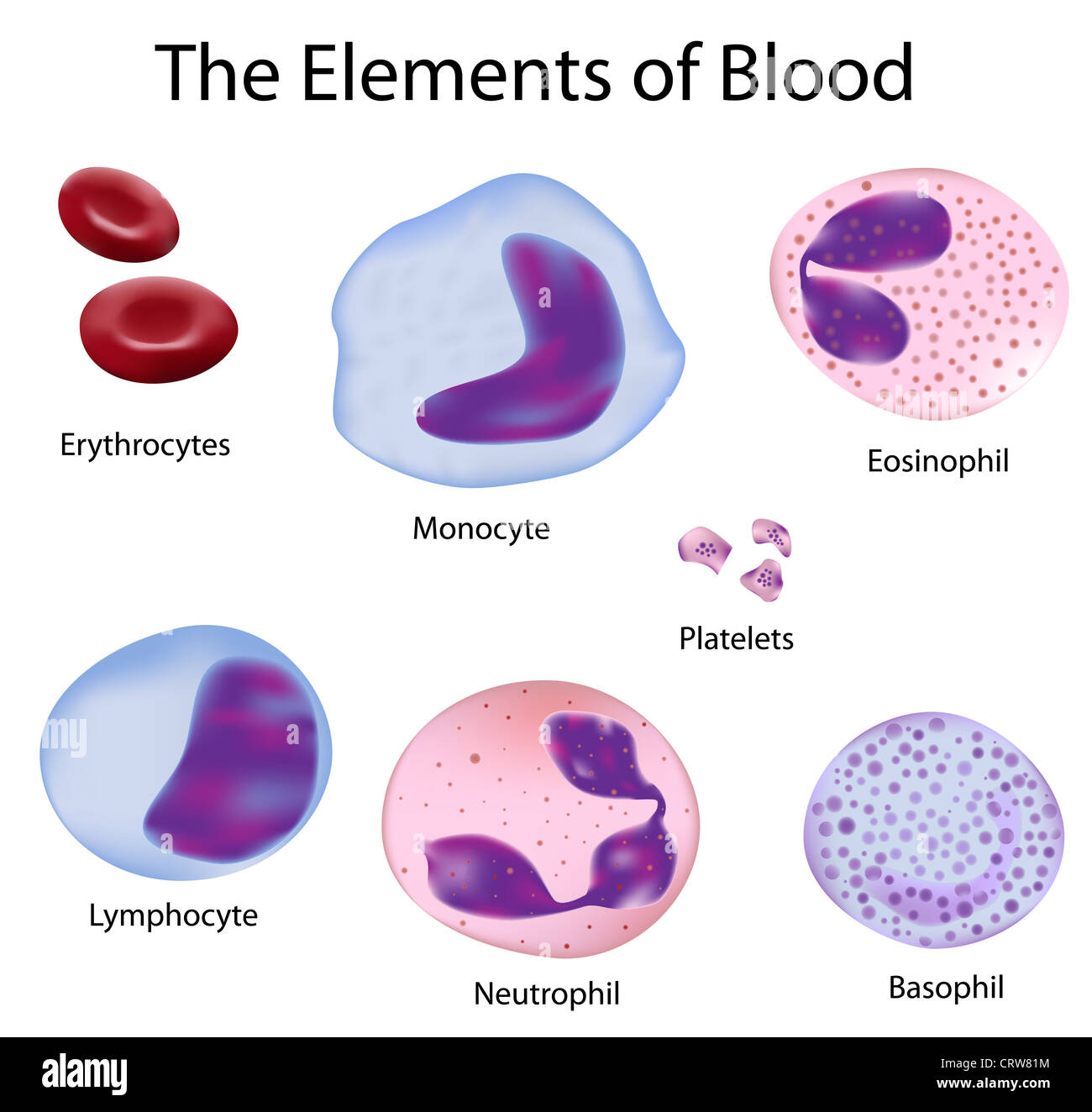 Le cellule del sangue umano : le cellule rosse del sangue e di diverse cellule bianche del sangue Foto Stock