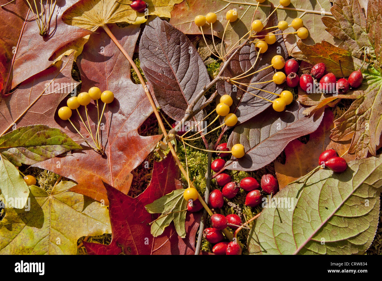 Autunno bacche e foglie sfondo Foto Stock