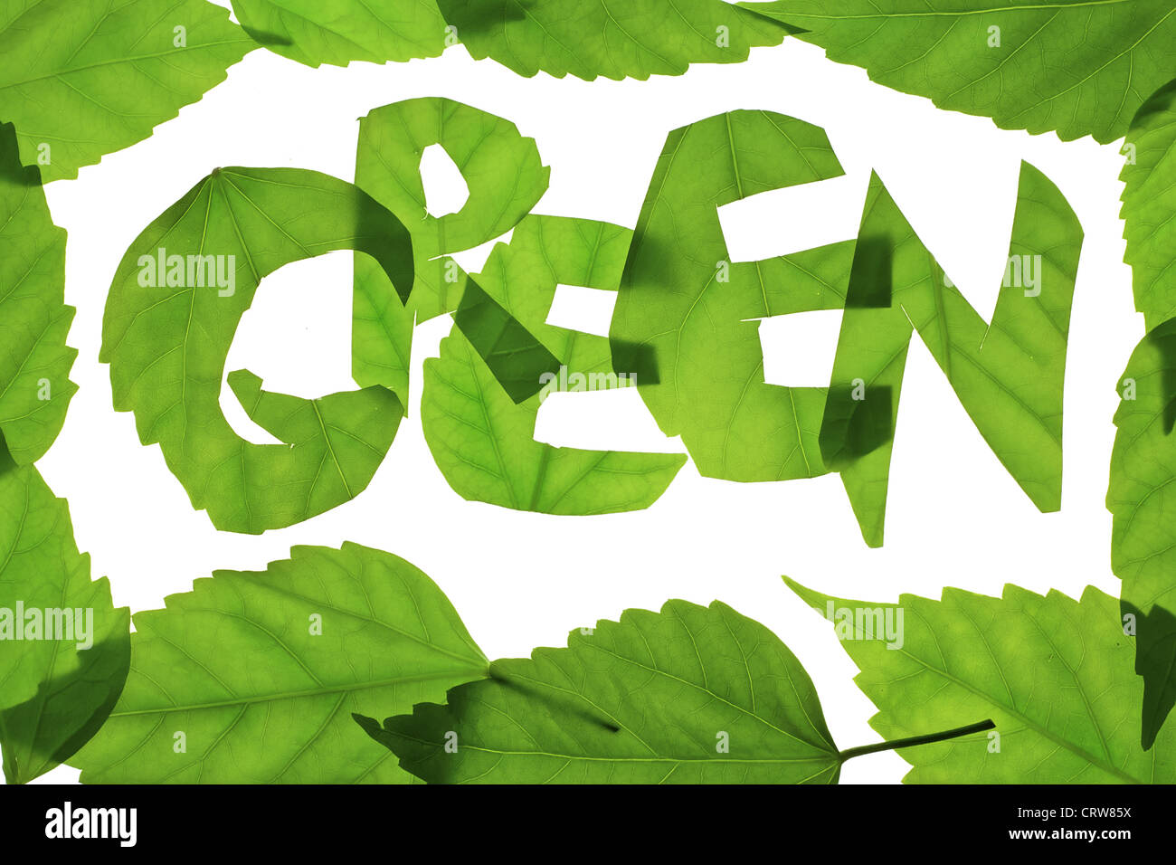 Parola di verde da foglie verdi Foto Stock