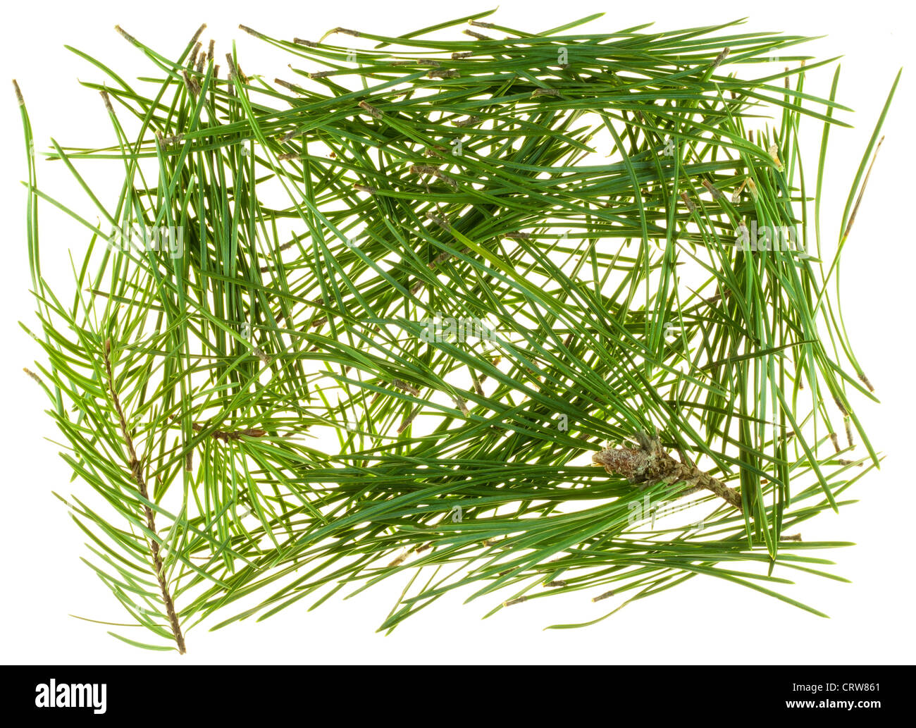 Aghi di conifere Foto Stock