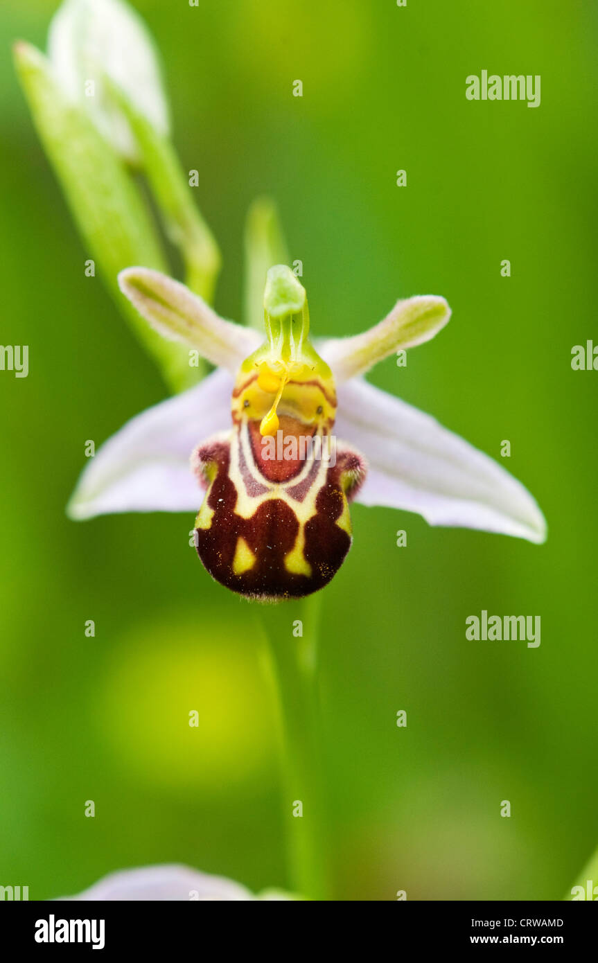 Orchidea di ape Foto Stock