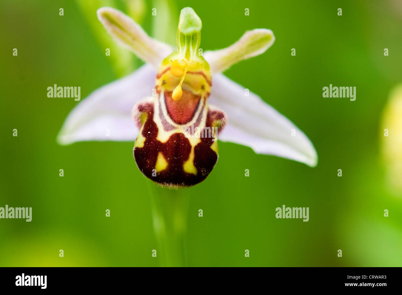 Orchidea di ape Foto Stock