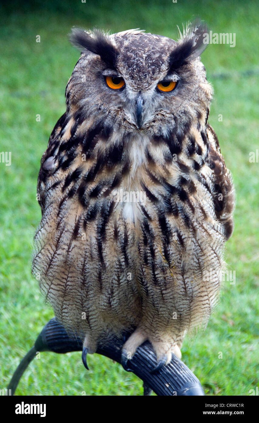 Il gufo su un uccello visualizza Foto Stock