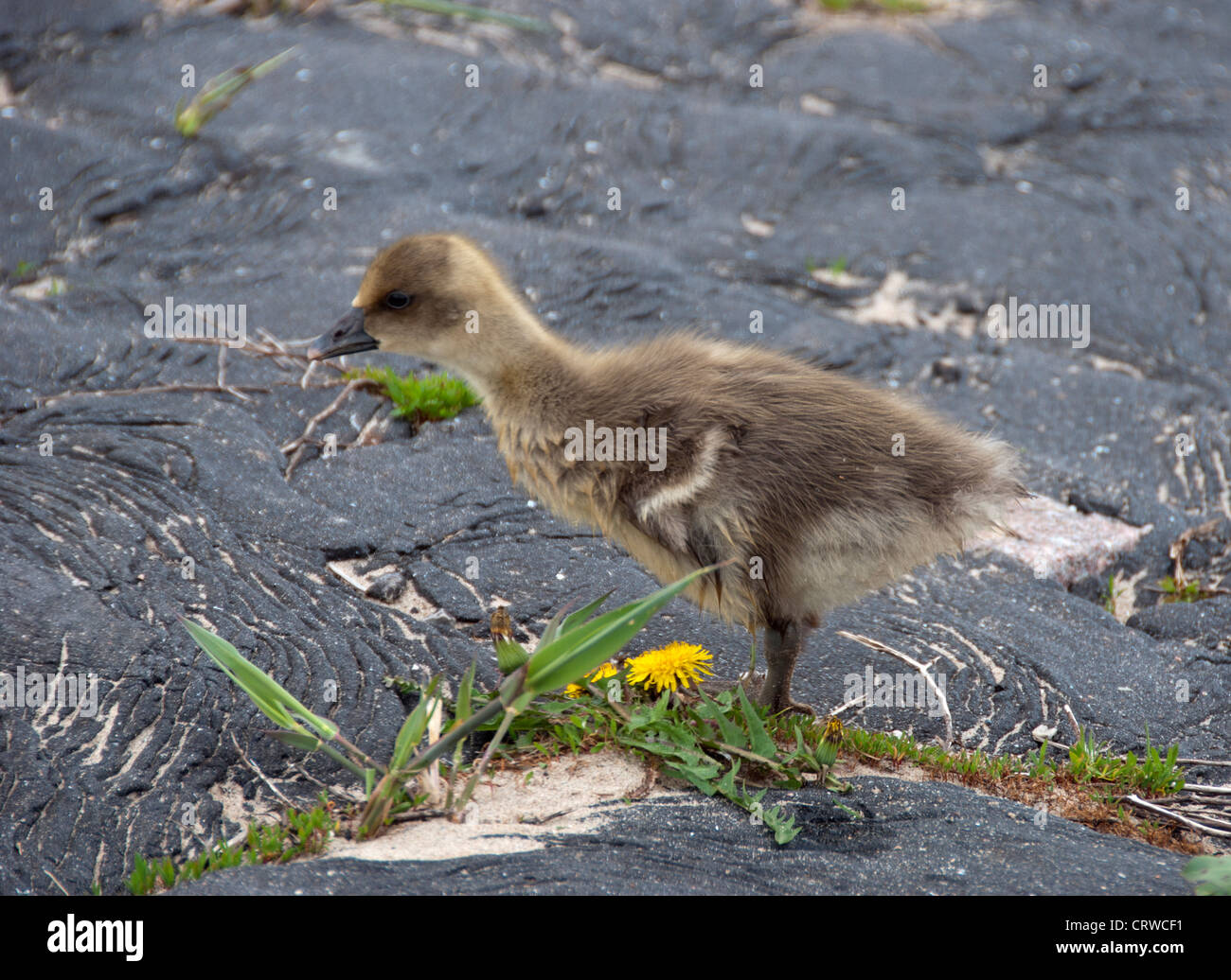 Giovane oca in cerca di cibo in primavera Foto Stock