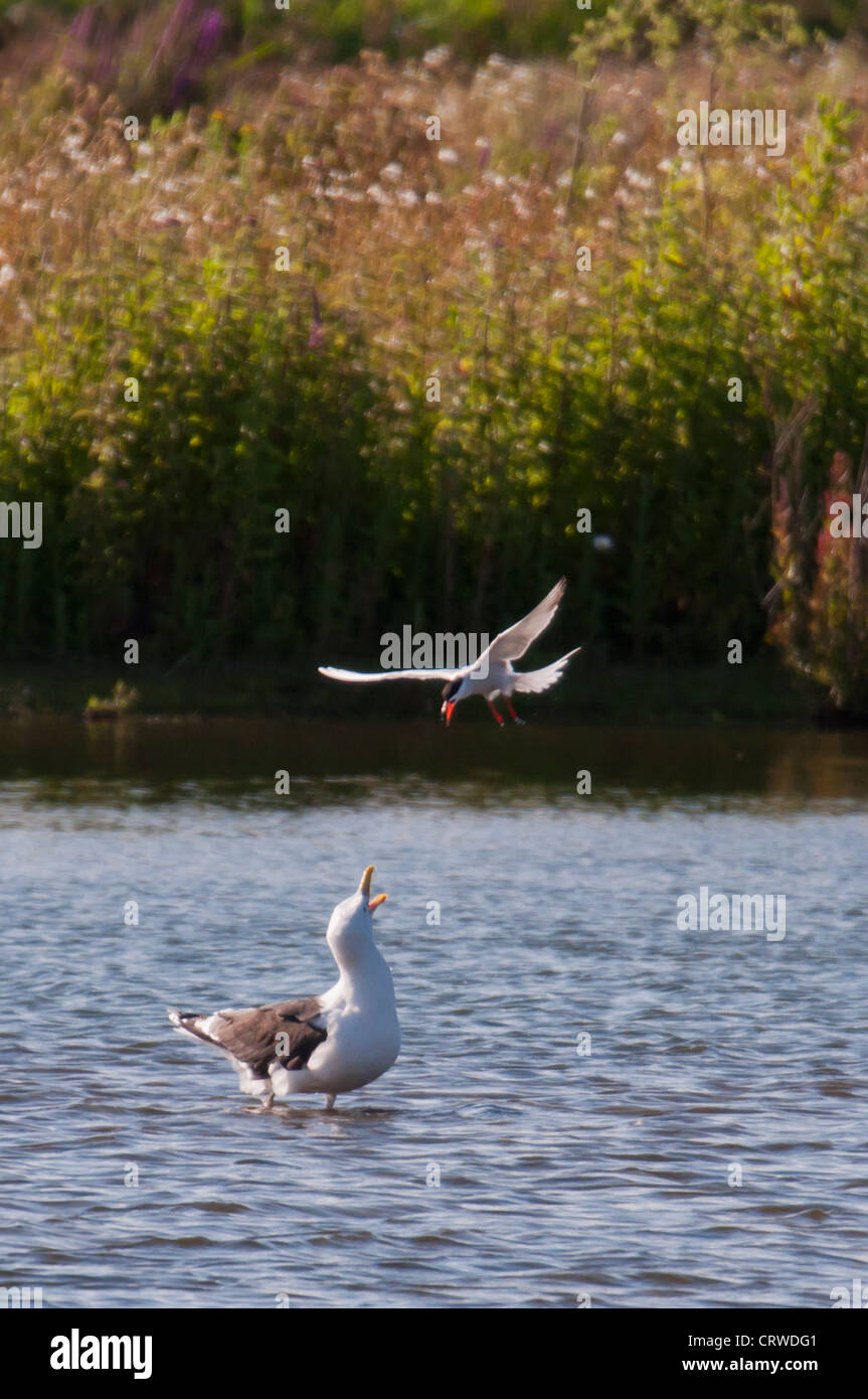 Tern comune (Sterna hirundo) attaccare le aringhe europea gabbiano (Larus argentatus) Foto Stock