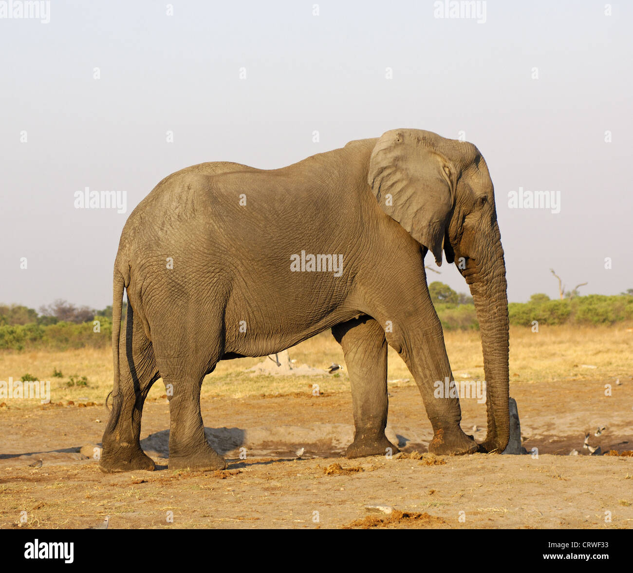 Side Shot di un adulto mucca Elefante Foto Stock