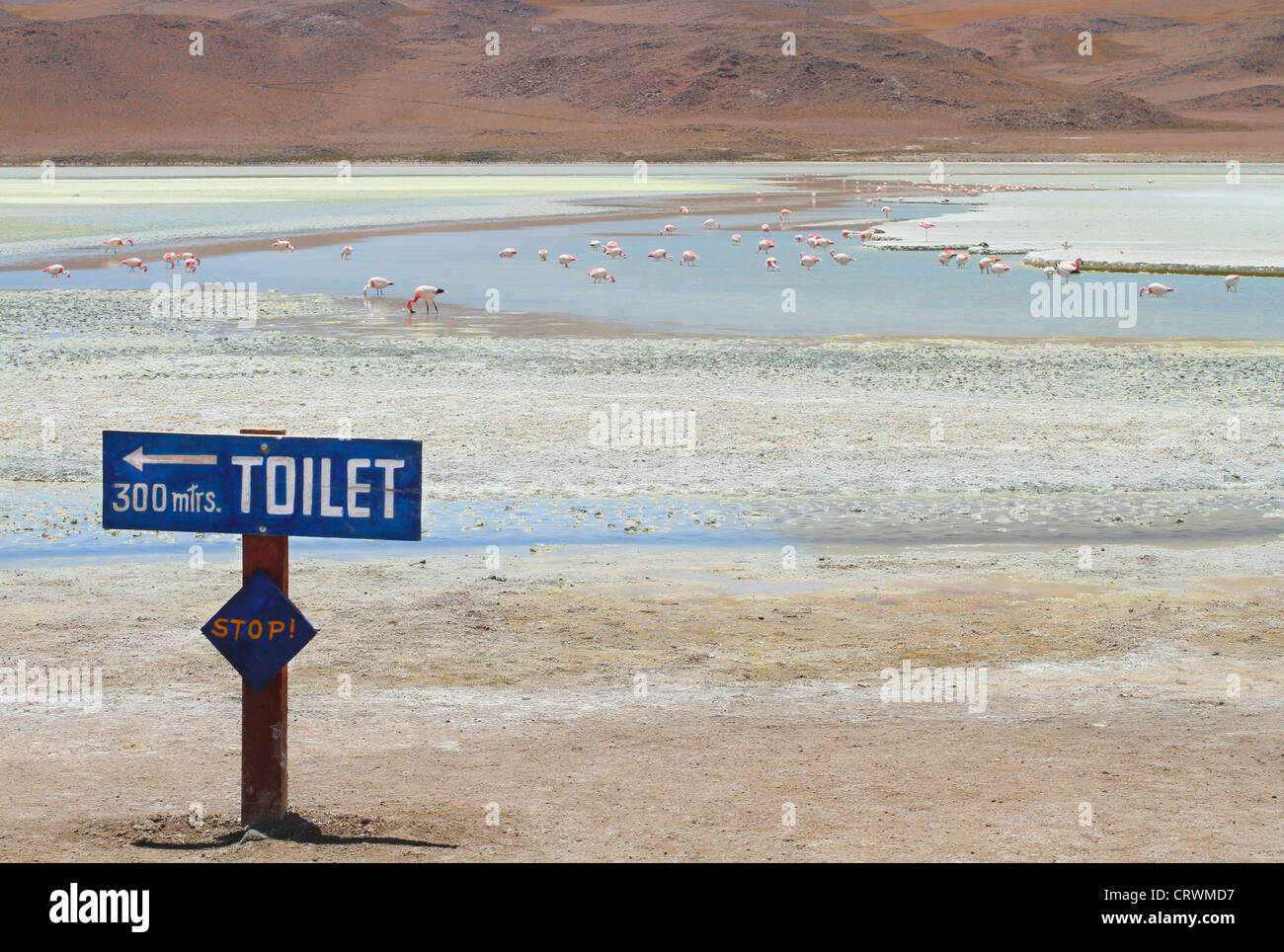 L'iscrizione "top! - WC 300 metri nei pressi di fenicotteri rosa sul lago nelle Ande, la parte meridionale della Bolivia. Foto Stock