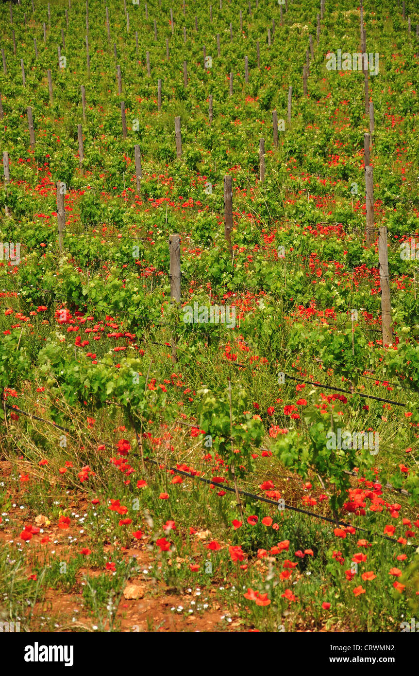 Vigne e i papaveri rossi in piccolo vigneto vicino a Cala en Porter, Menorca, isole Baleari, Spagna Foto Stock