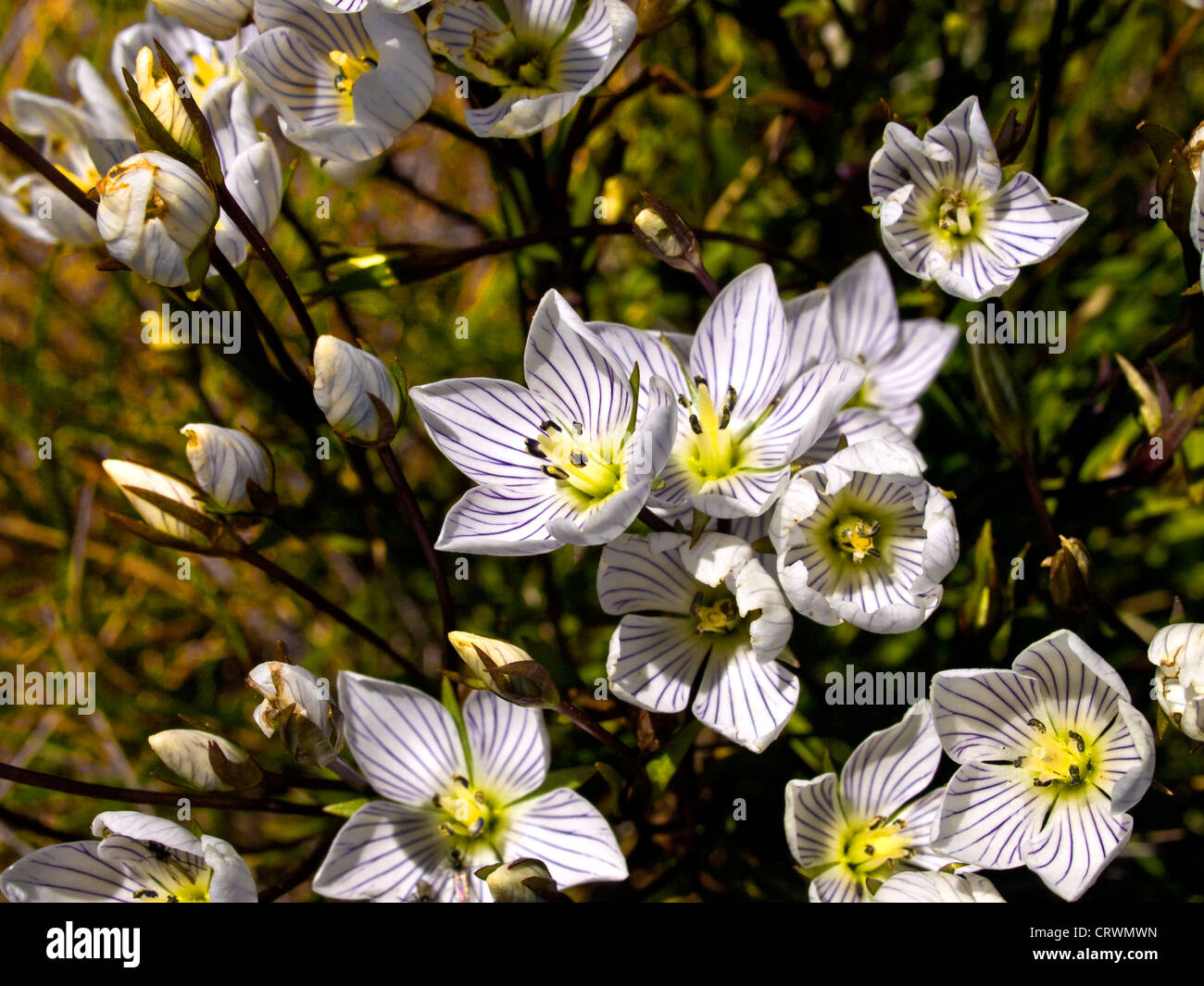 Mueller's Snow genziana (Chionogentias muelleriana sub-specie alpestris), montagne innevate, NSW, Australia Foto Stock