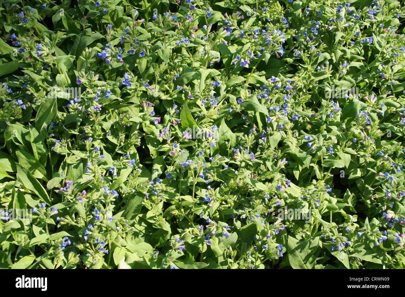 Piccole foglie Lungwort Foto Stock