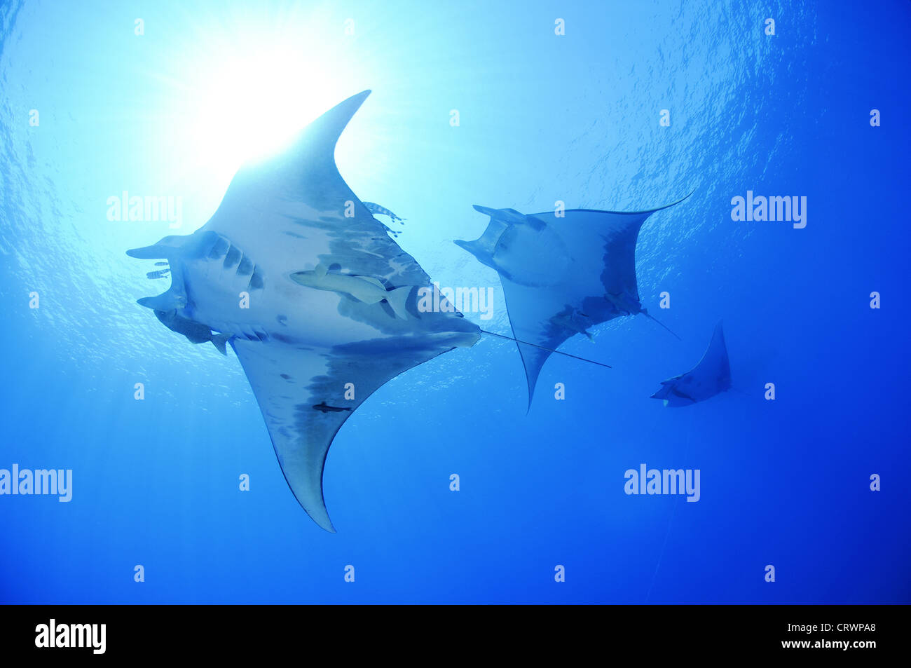 Manta ray Foto Stock