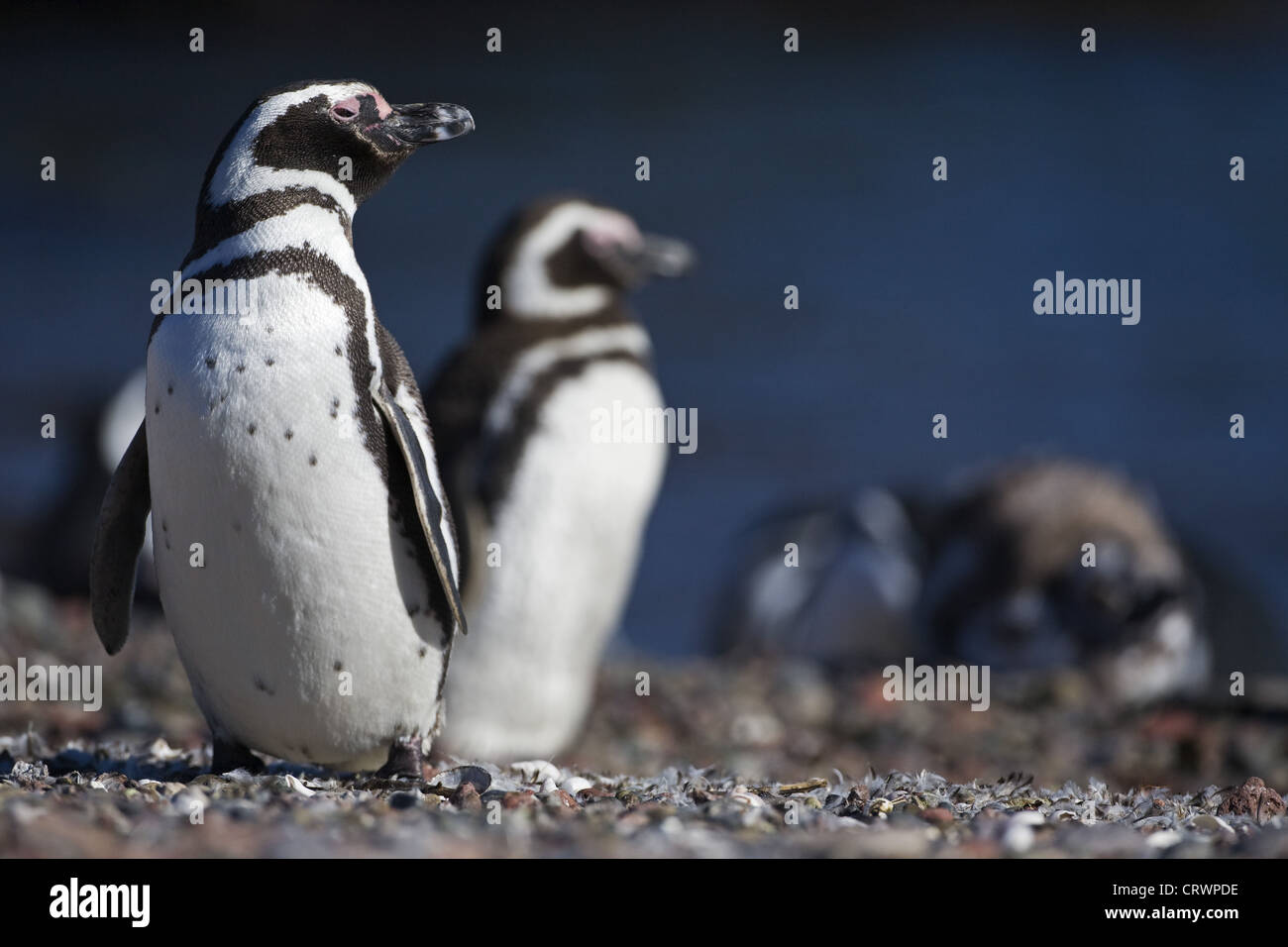 Pinguini di Magellano Foto Stock