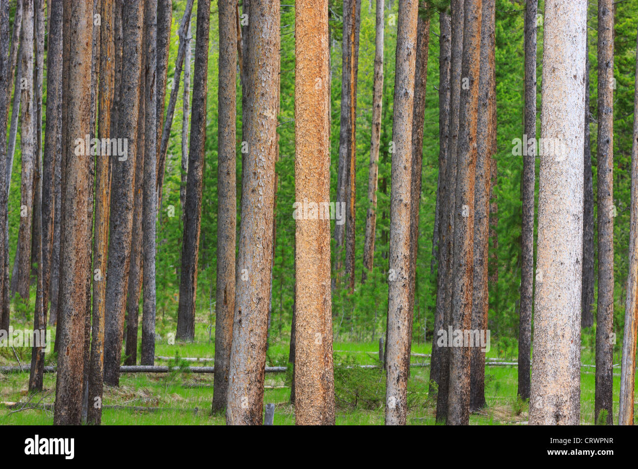 Lodgepole Pine Forest nel Parco Nazionale di Yellowstone, Wyoming USA Foto Stock