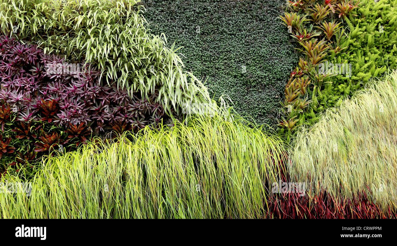 Giardino verticale con varie piante tropicali che crescono in un modello Foto Stock