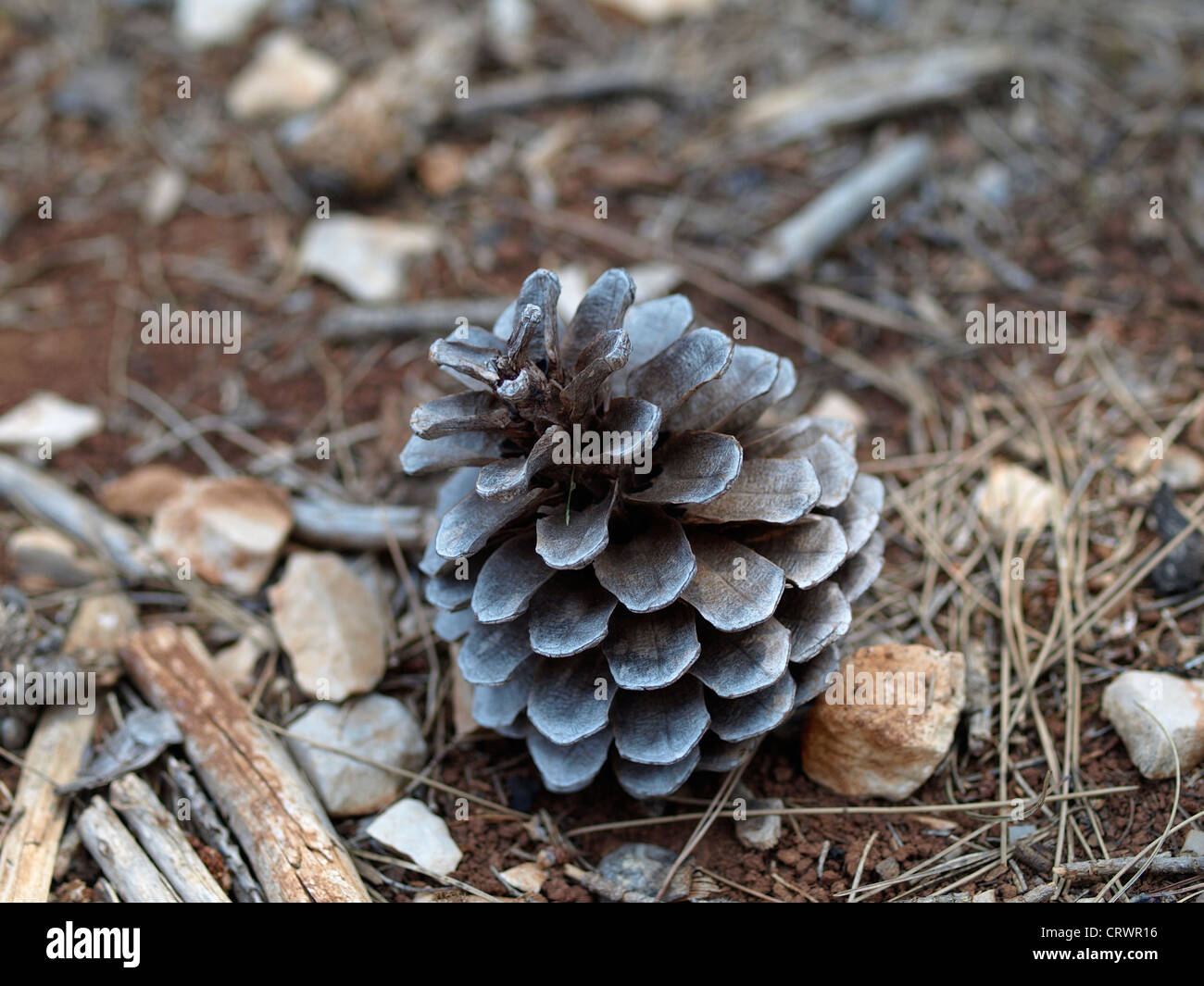 Aprire pigna su un terreno Foto Stock