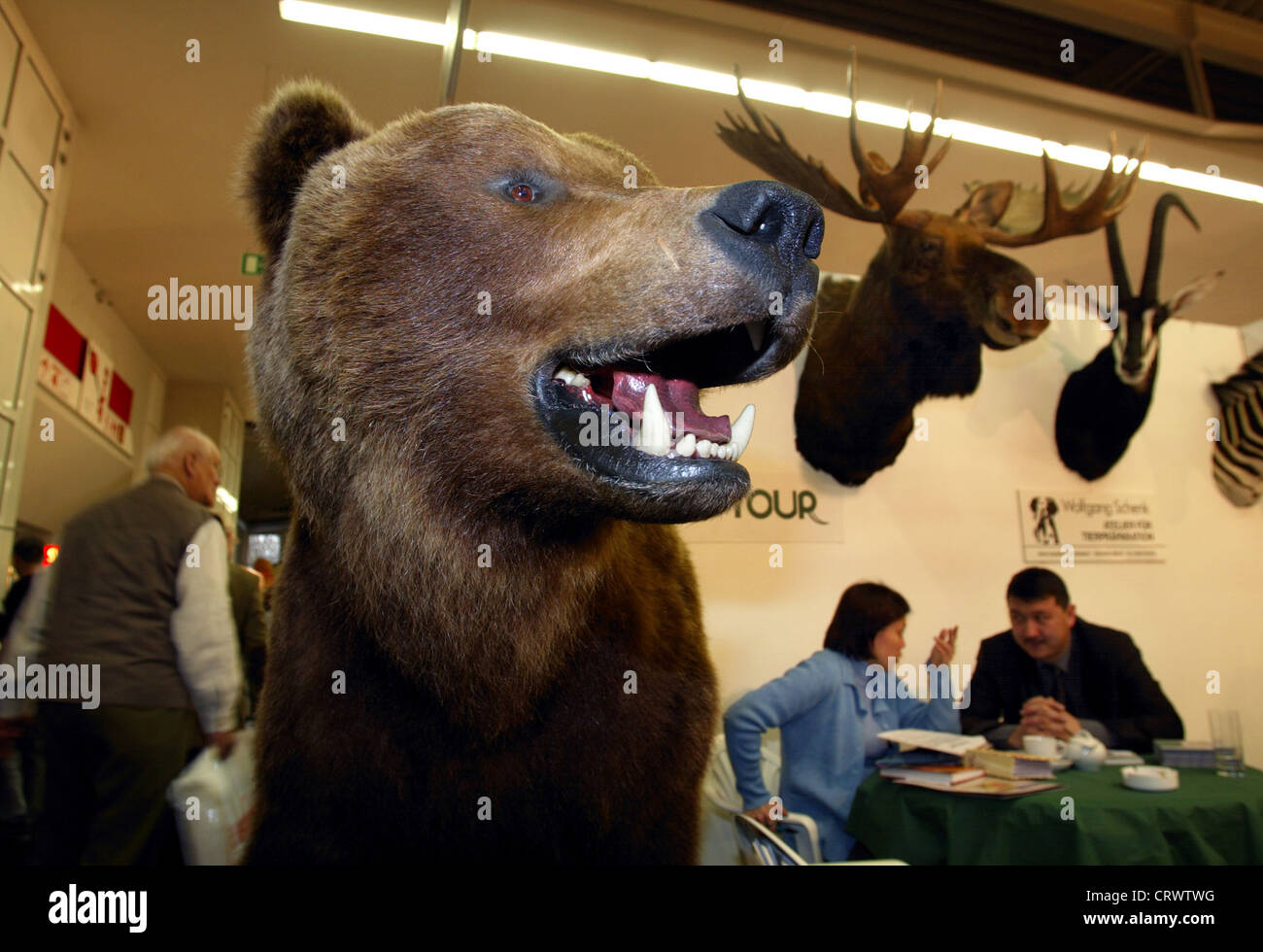 Orso bruno alla fiera del cane da caccia a Dortmund Foto Stock