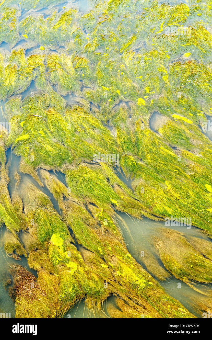 La vegetazione acquatica scena di astrazione di consistenza e di colore evidenziazione Foto Stock