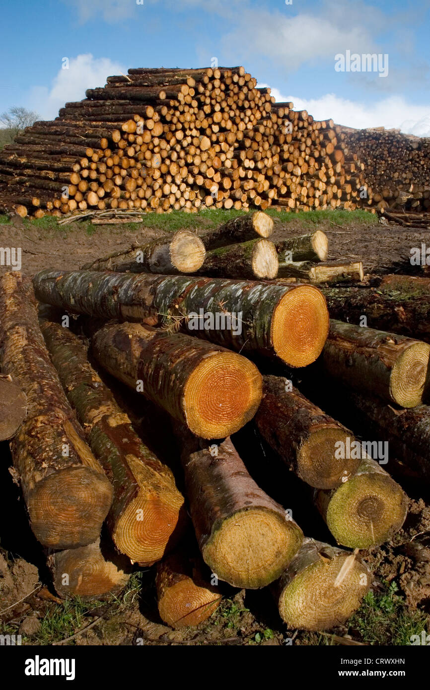 Legname abbattuto di Galloway Forest Park, Scozia Foto Stock