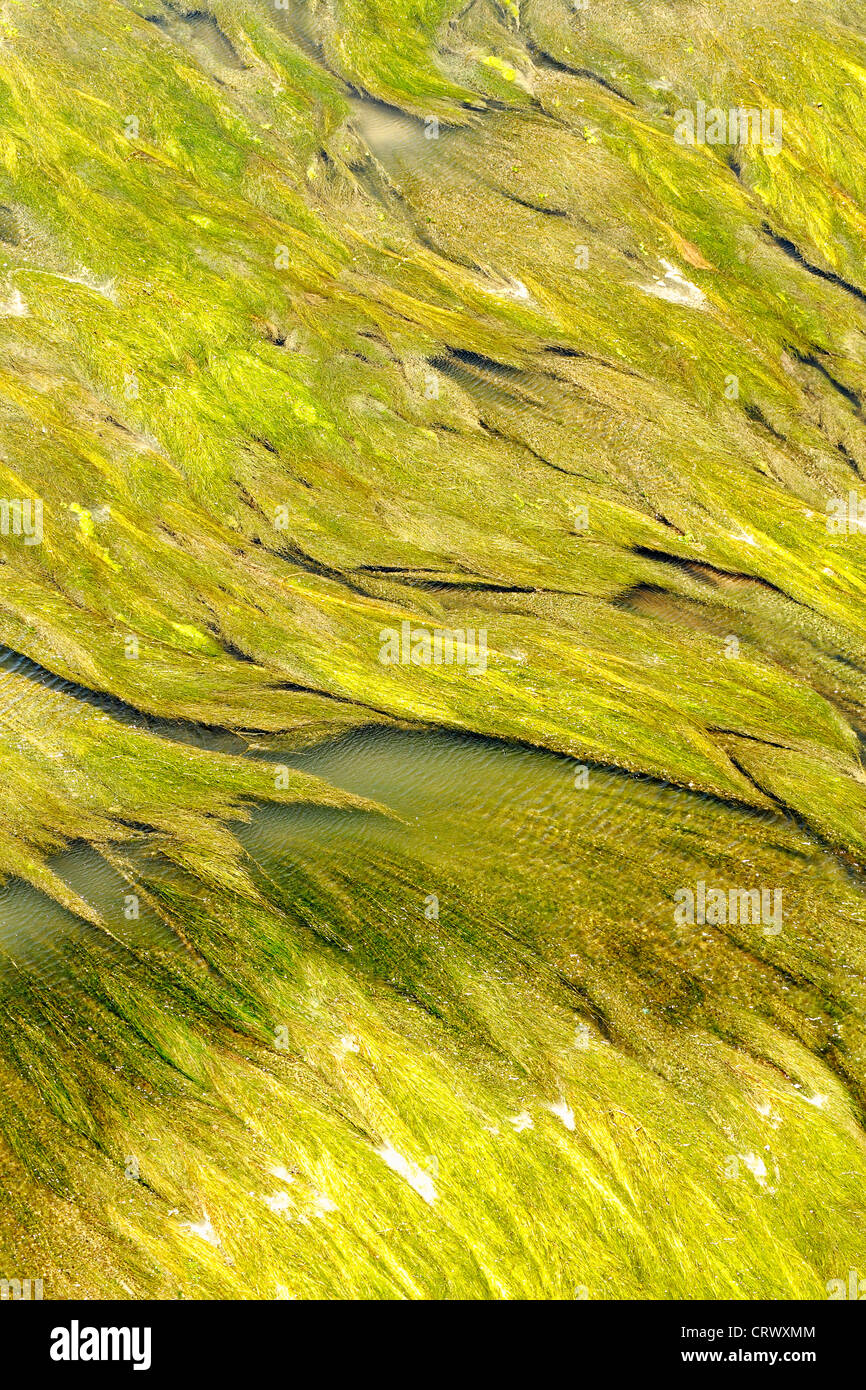 La vegetazione acquatica scena di astrazione di consistenza e di colore evidenziazione Foto Stock