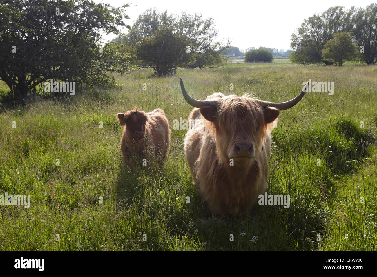Highland il pascolo di bestiame su Pulfin riserva naturale, East Yorkshire, Regno Unito Foto Stock