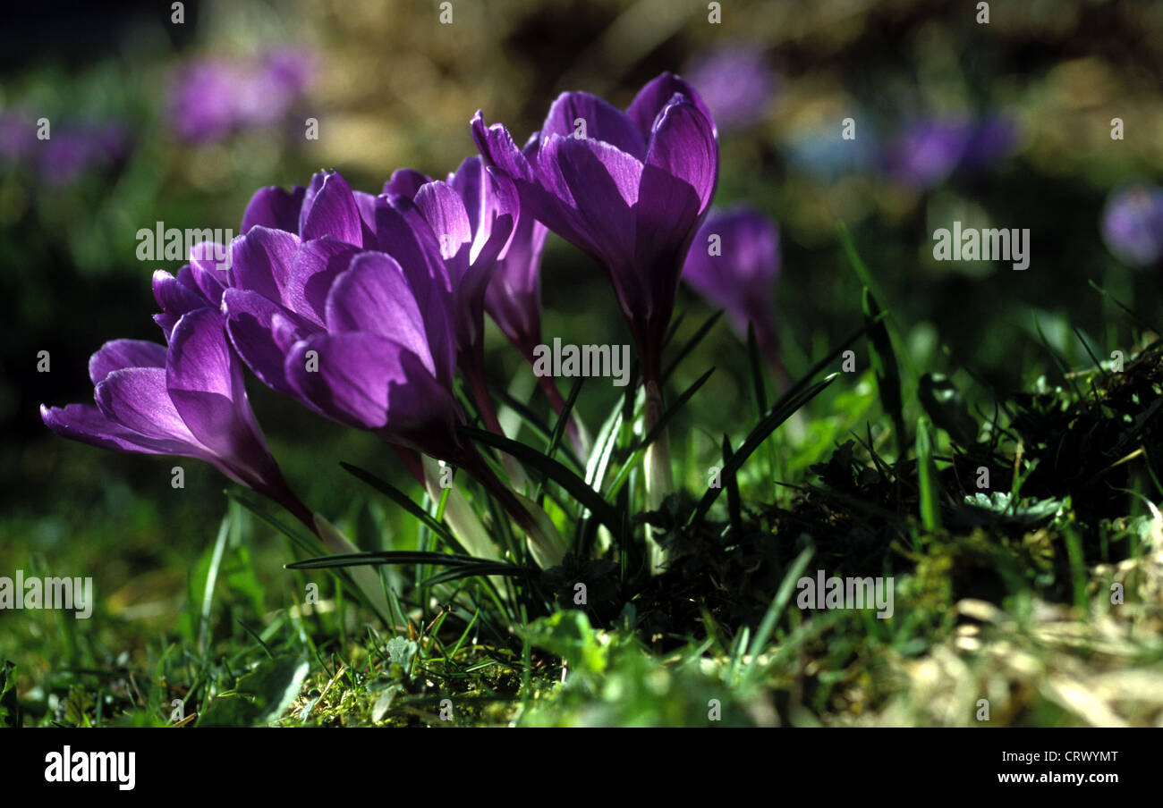 Fresco di crochi viola in luce posteriore Foto Stock