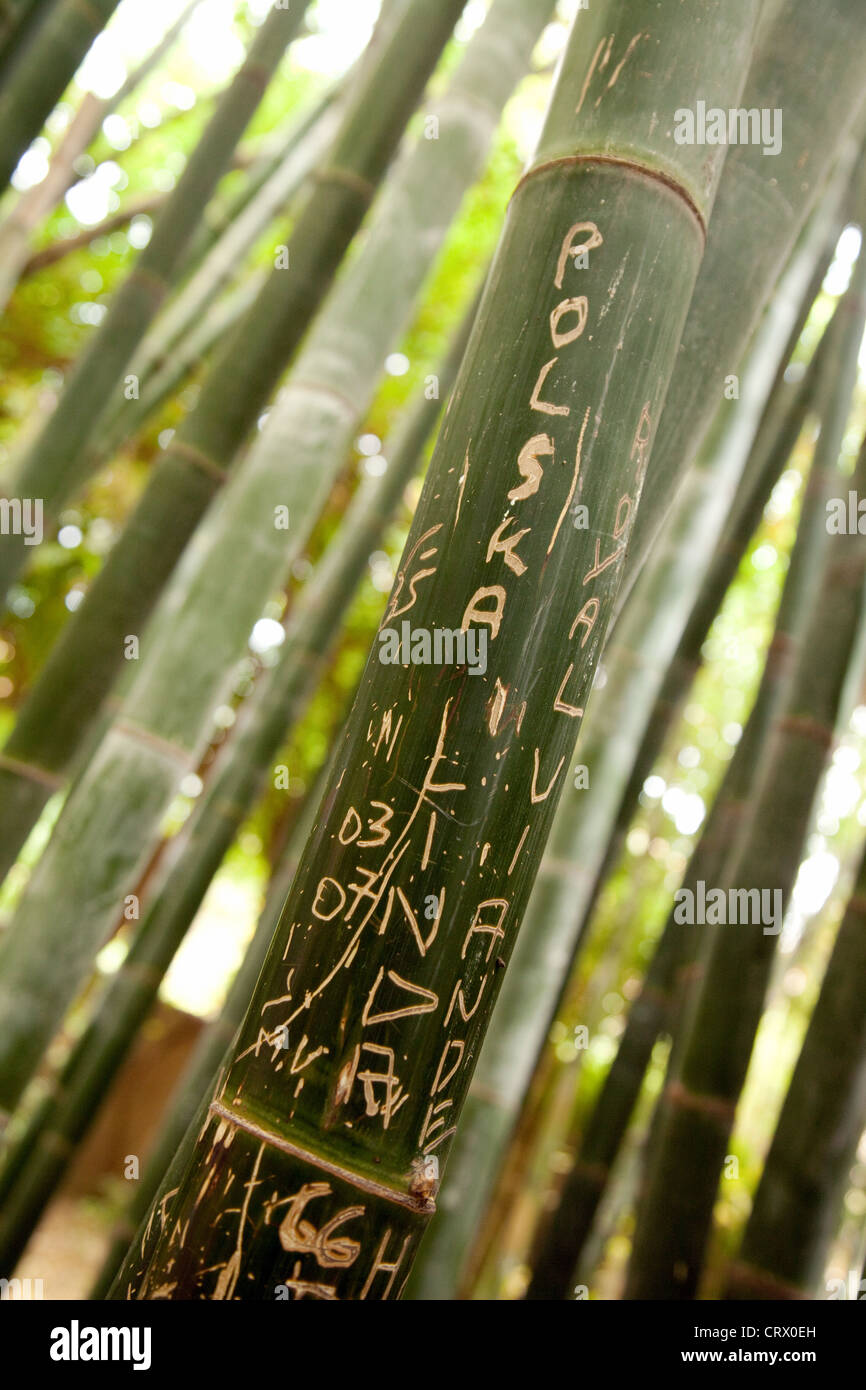 Graffiti sul bambù, giardino Majorelle (Jardin Majorelle) , Marrakech Marocco Africa Foto Stock