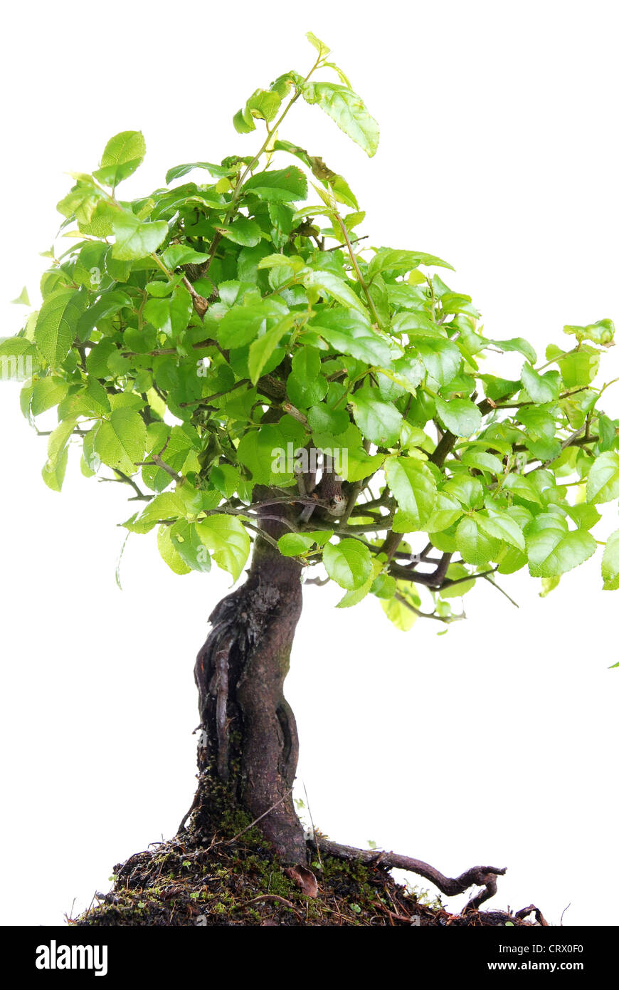 Albero di Bonsai isolato su uno sfondo bianco Foto Stock