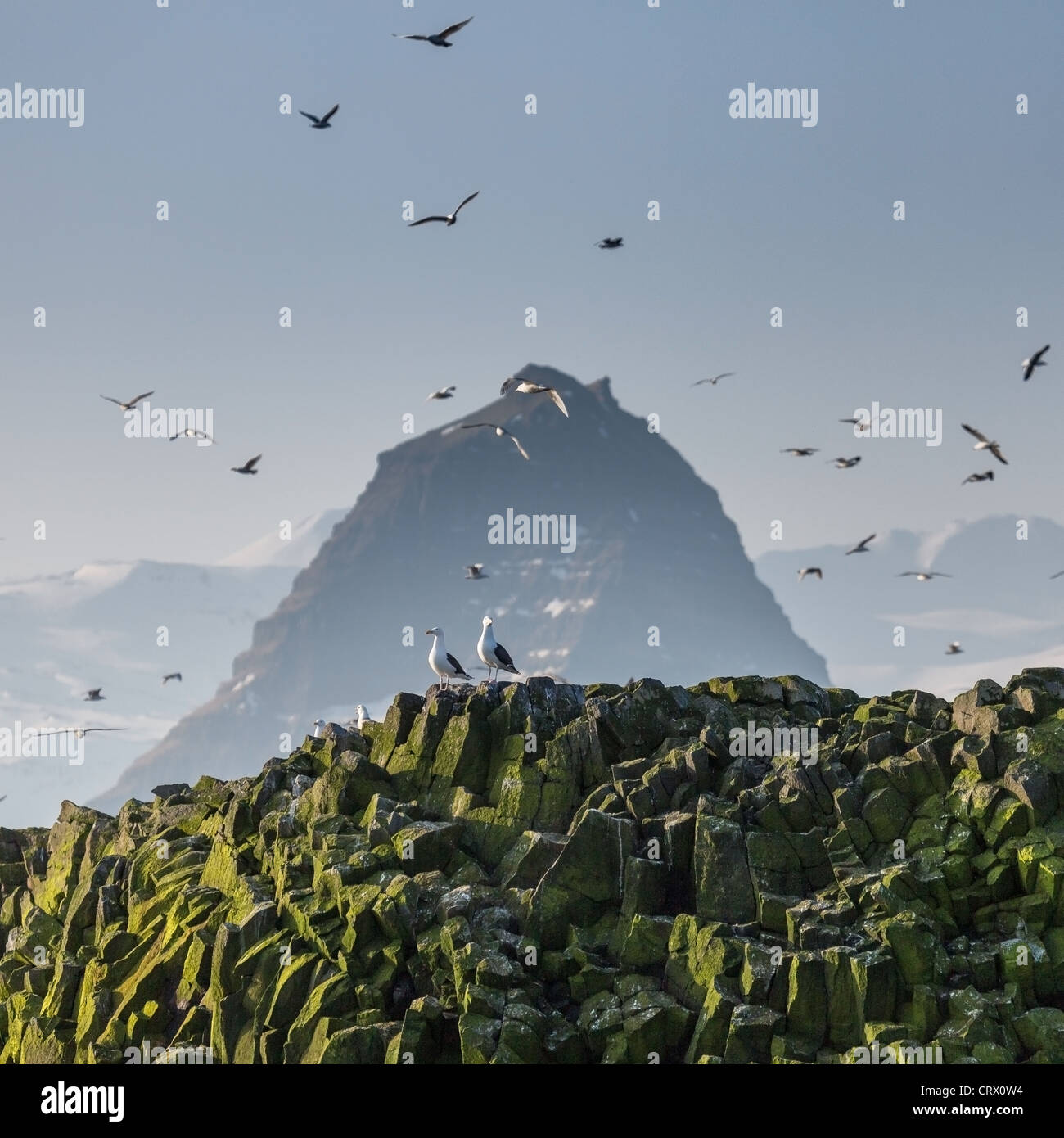 Mt. Kirkjufell e gabbiani sull isola Melrakkaey, Islanda. Isola Melrakkaey è in Grundarfjordur sulla penisola Snaefellnes Foto Stock