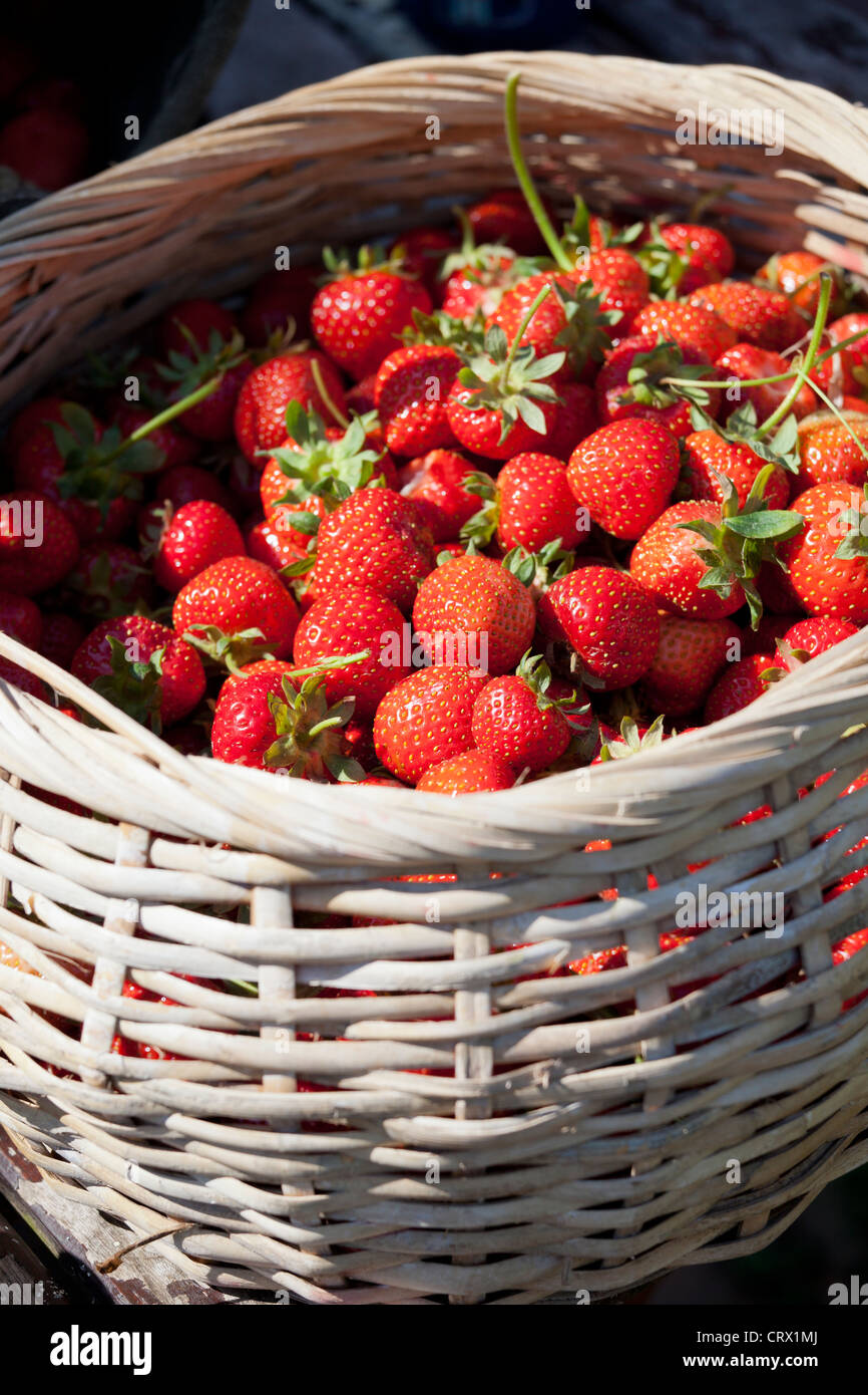 Cestello Strawbery Foto Stock