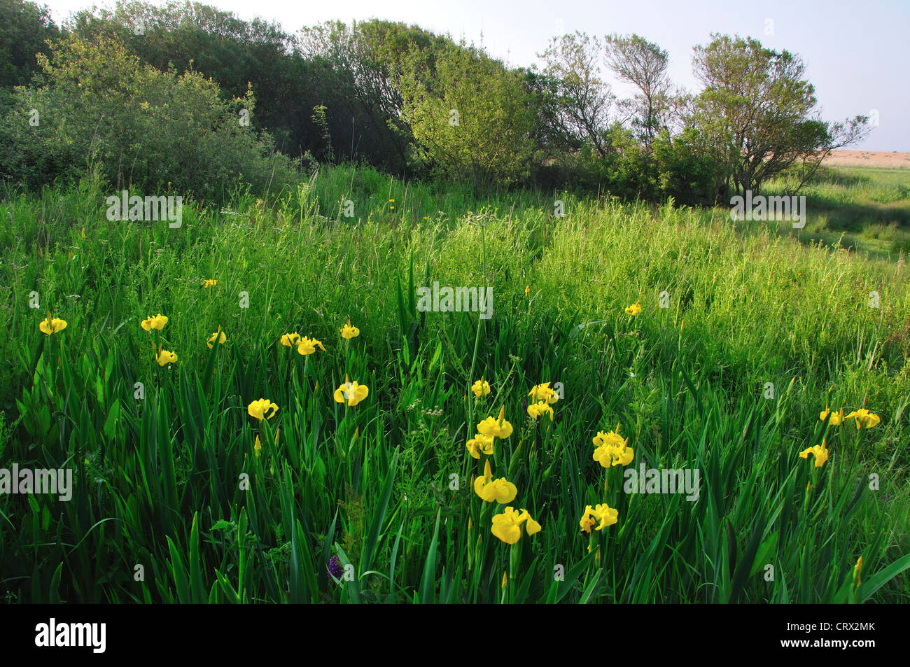 West Bexington DWT riserva naturale SSSI Dorset Wildlife Trust paesaggio bandiera gialla iris Foto Stock