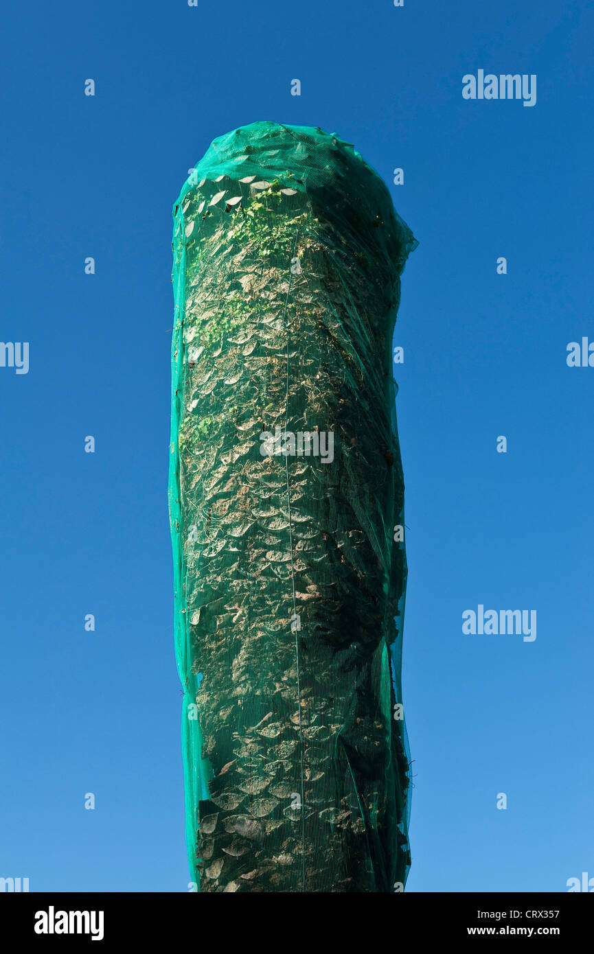 Un albero di palma neted per proteggerlo dall'attacco di Red Palm Weevil in un parco pubblico in Sicilia, Italia. Questa diffusa peste distrugge le giovani palme Foto Stock