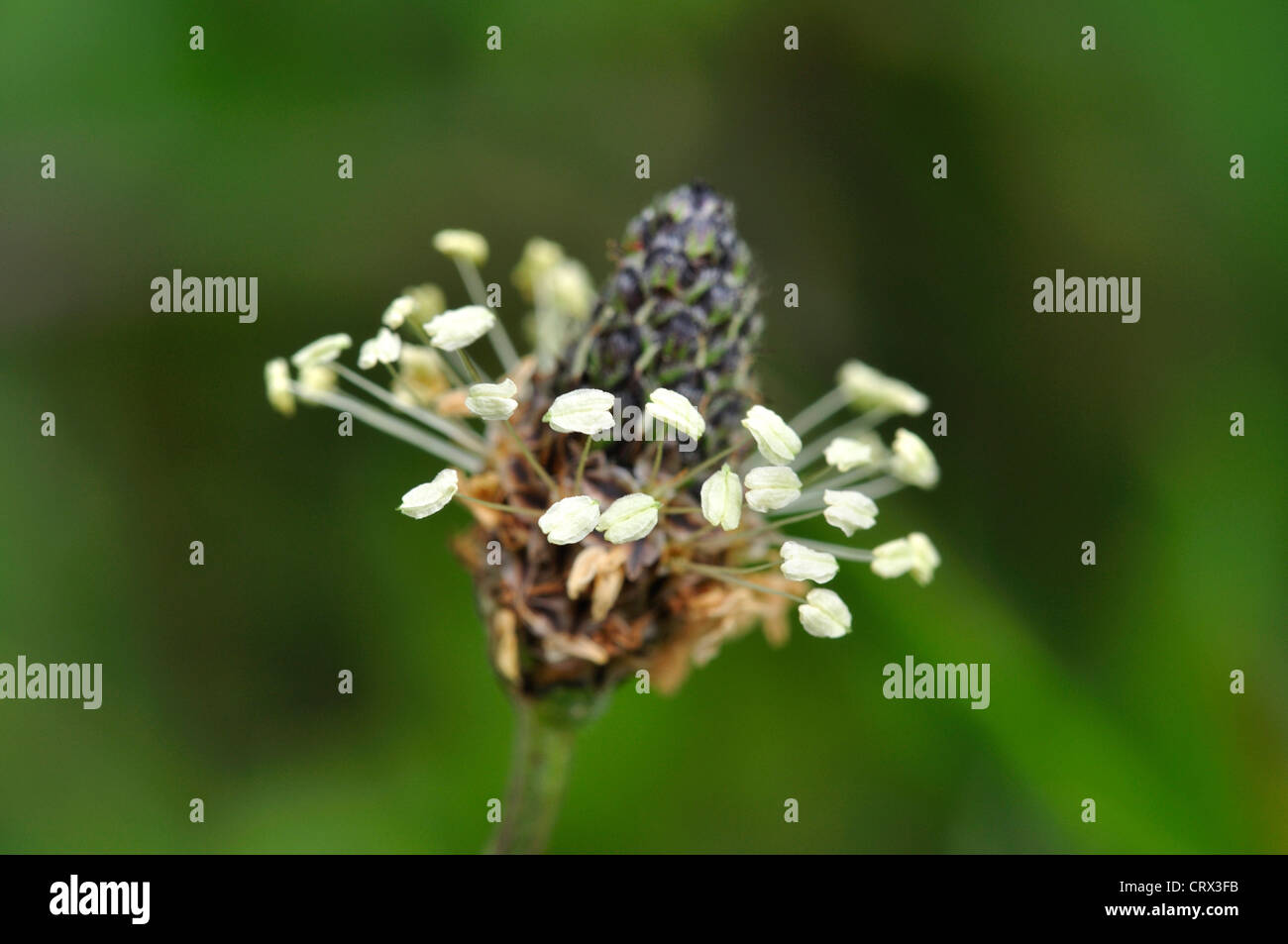 Ribwort piantaggine lanceolata planzago perenne Foto Stock