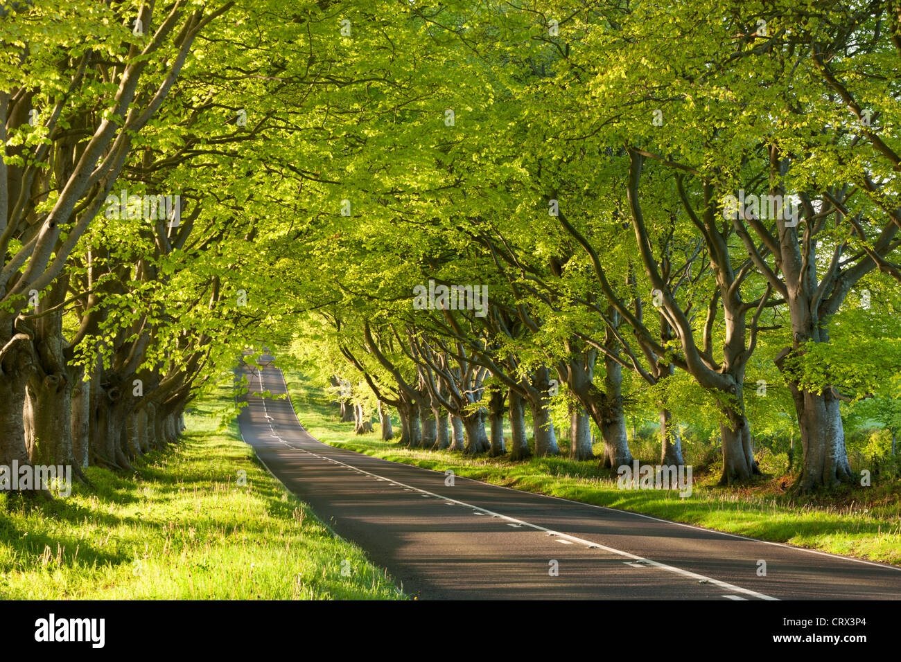 Faggio avenue presto una mattina di primavera, Nr Wimborne, Dorset, Inghilterra. Molla (Maggio 2012). Foto Stock