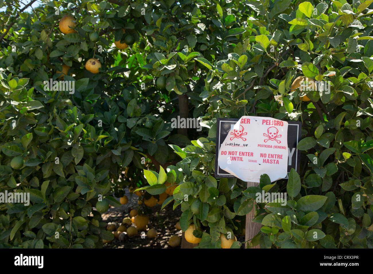 Un segno avverte dell'applicazione del pesticida Lorsban (Clorpirifos) in California Orange grove Foto Stock