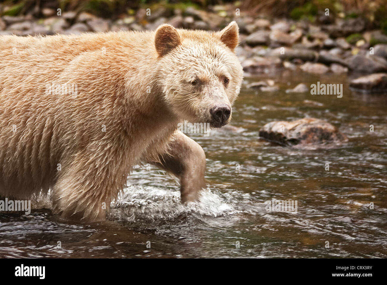 Spirito Bear schizzi attraverso un flusso della grande foresta pluviale Orso Foto Stock