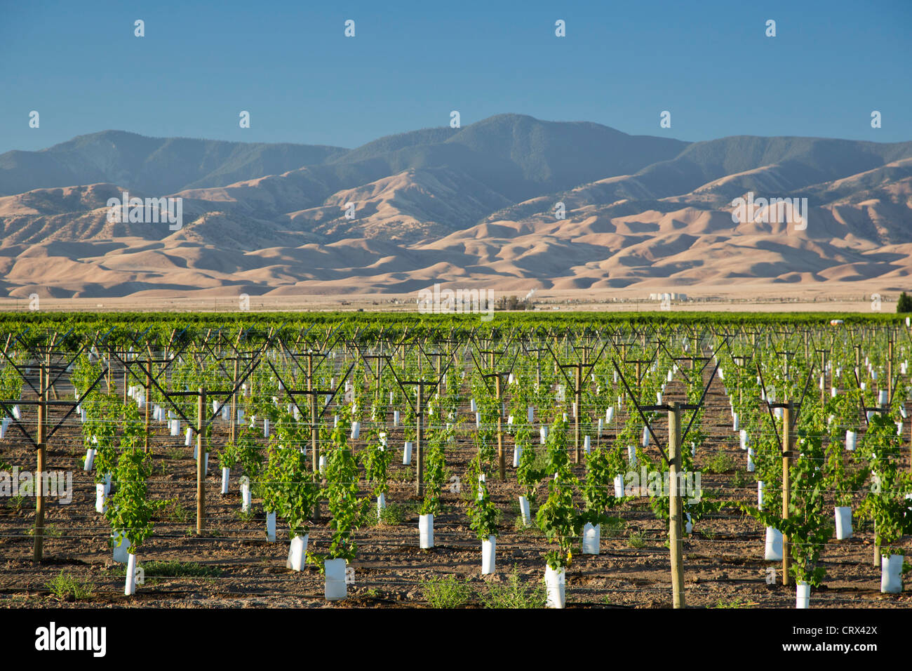 Maricopa, California - Un nuovo vigneto piantato nella valle di San Joaquin. Foto Stock