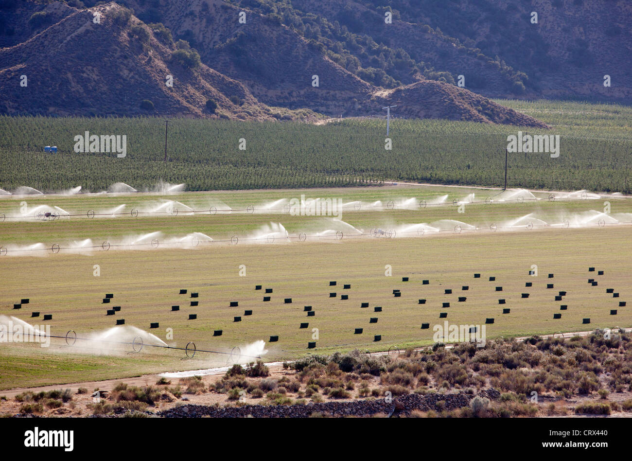 Ventucopa, California - irrigazione delle colture nella valle di San Joaquin. Foto Stock