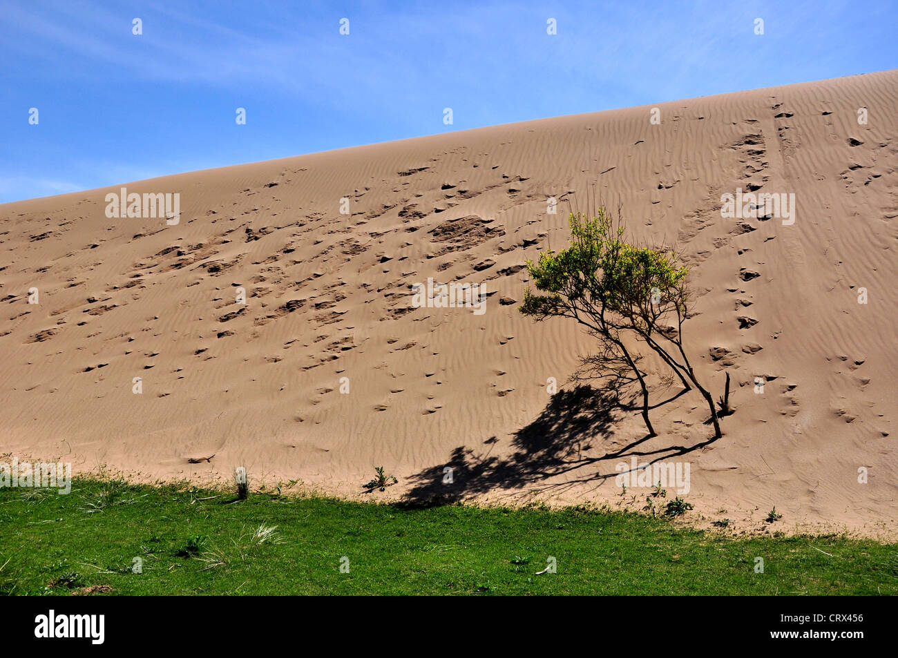 Braunton Burrows riserva naturale North Devon duna di sabbia Foto Stock