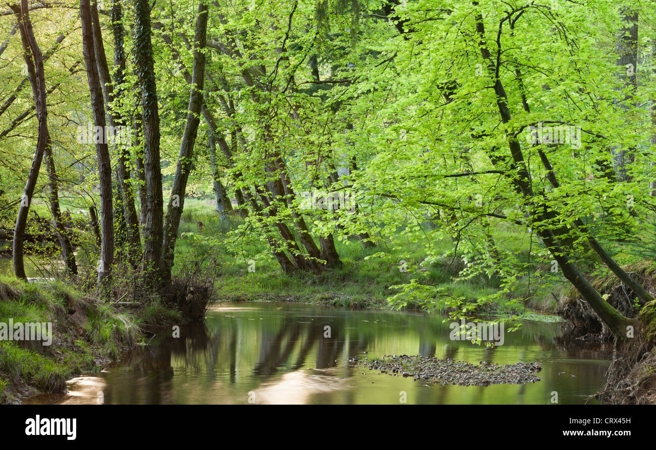 Blackwater fiume nella nuova foresta, Hampshire, Inghilterra. Molla (Maggio 2012). Foto Stock